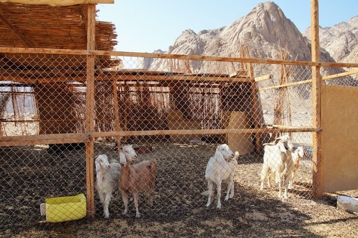 sand farm with goat shelter