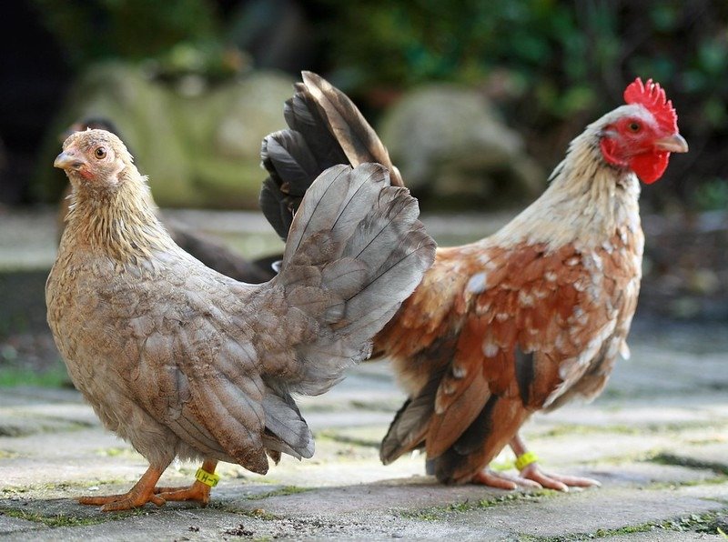 serama chickens pair
