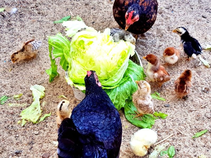 serama draft chicken family eat cabbage