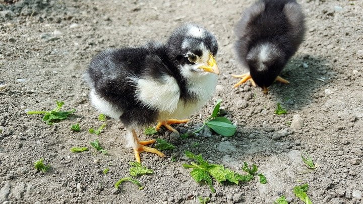 small chicks eat celery leaves