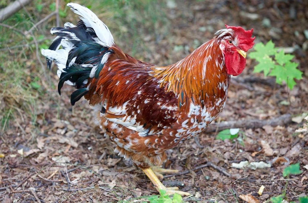 swedish flower hen rooster full height