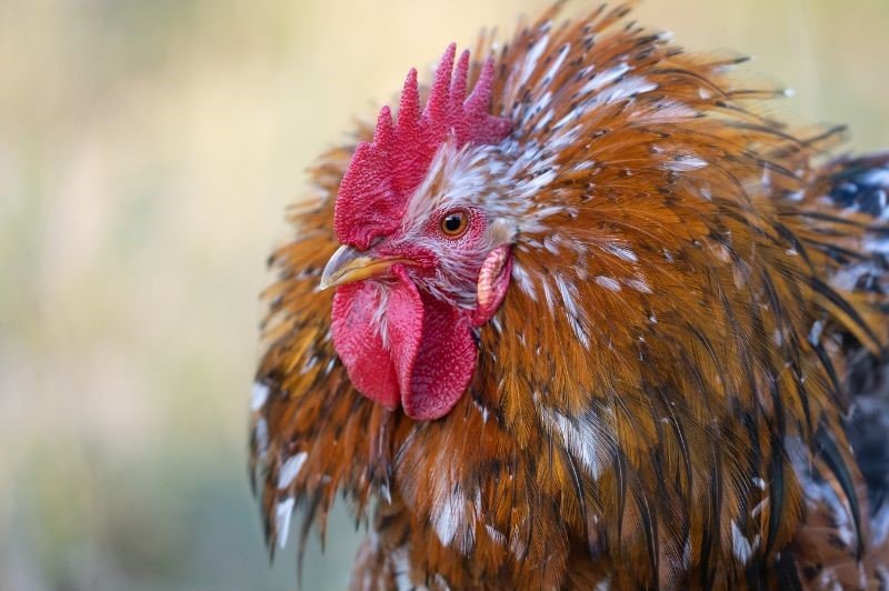 swedish flower hen rooster head