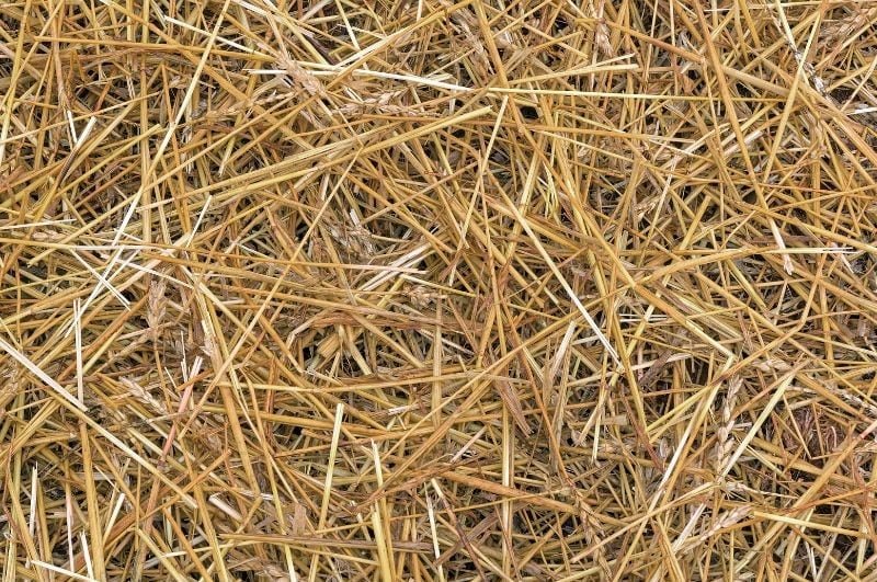 wheat grass hay background