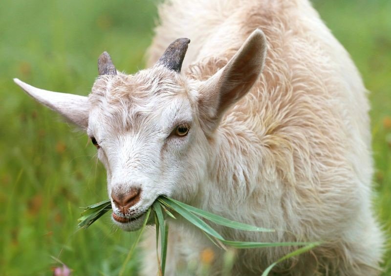 white goat eating grass
