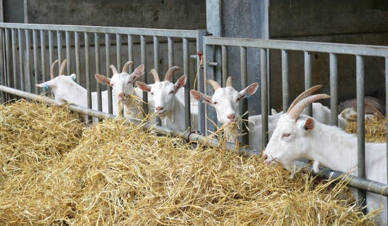 white goats eating hay