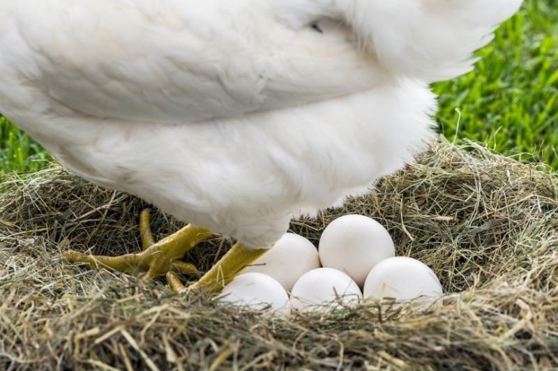 white hen stay over eggs