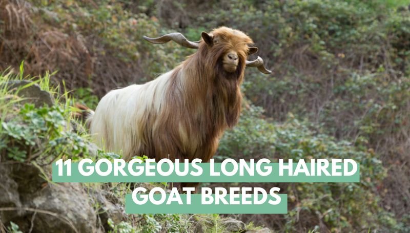 long haired goat breeds
