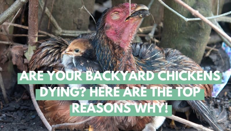 Backyard chickens dying
