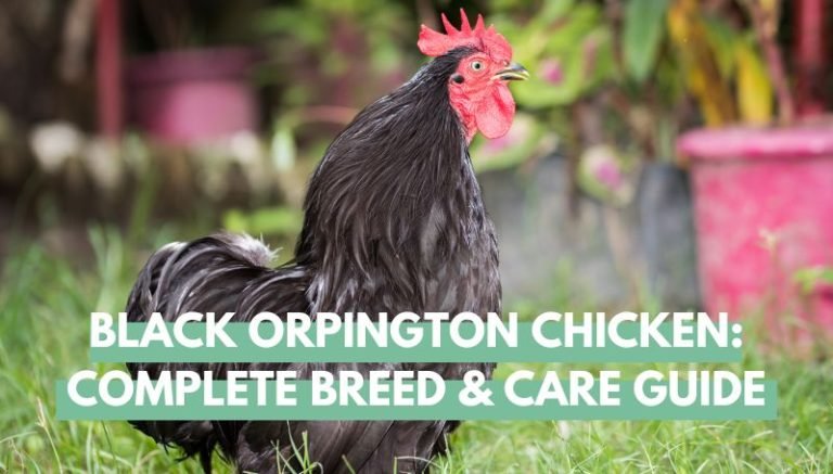 black orpington chicken breed