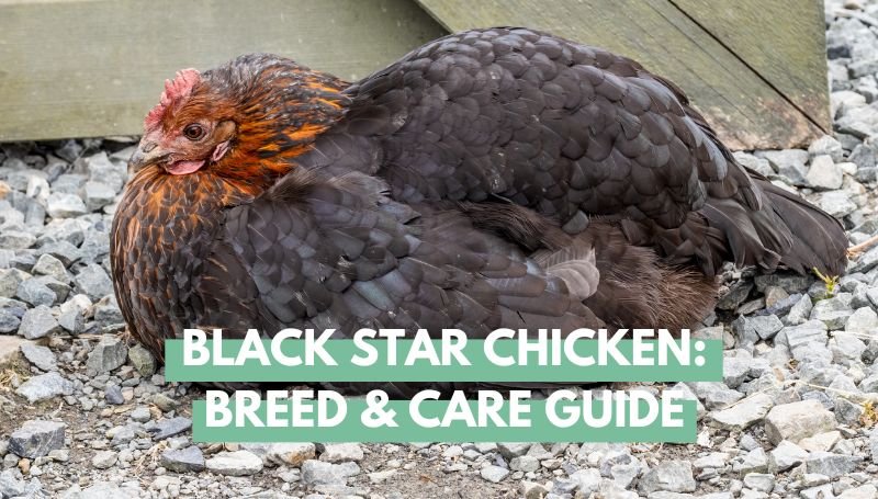 black star chicken breed