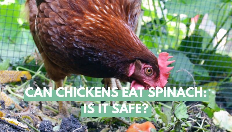 can chickens eat spinach