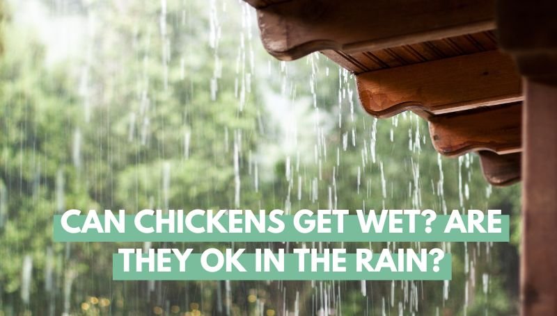 Can Chickens get wet