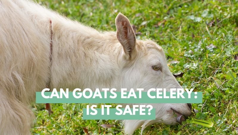 Can goats eat celery