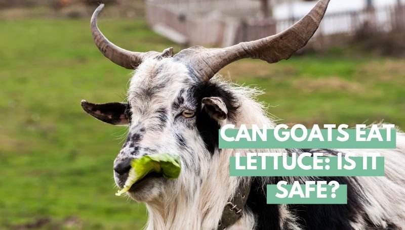 can goats eat lettuce