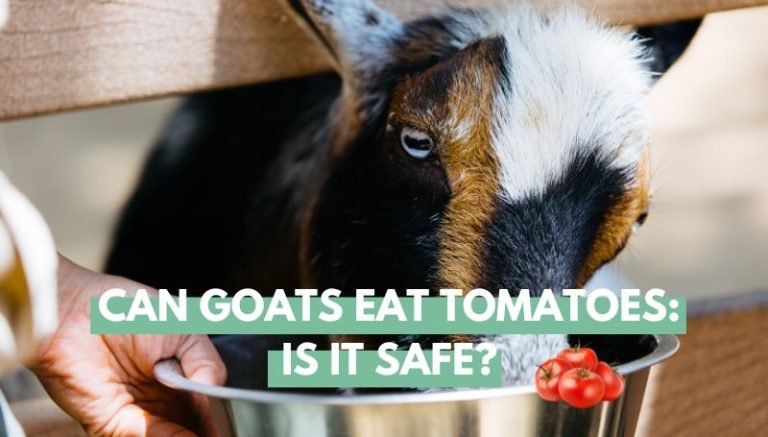 can goats eat tomatoes