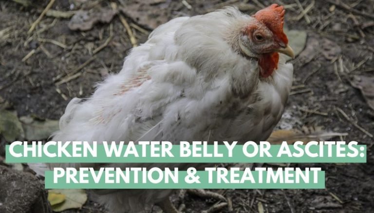Chicken Water Belly or Ascites