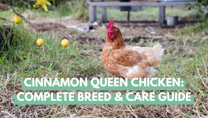 Cinnamon Queen Chicken Breed