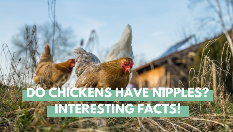 Do Chickens have nipples