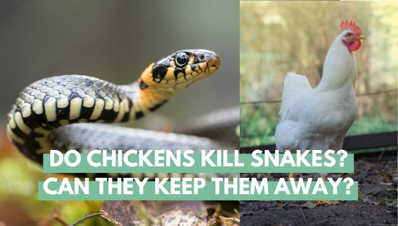 do chickens kill snakes