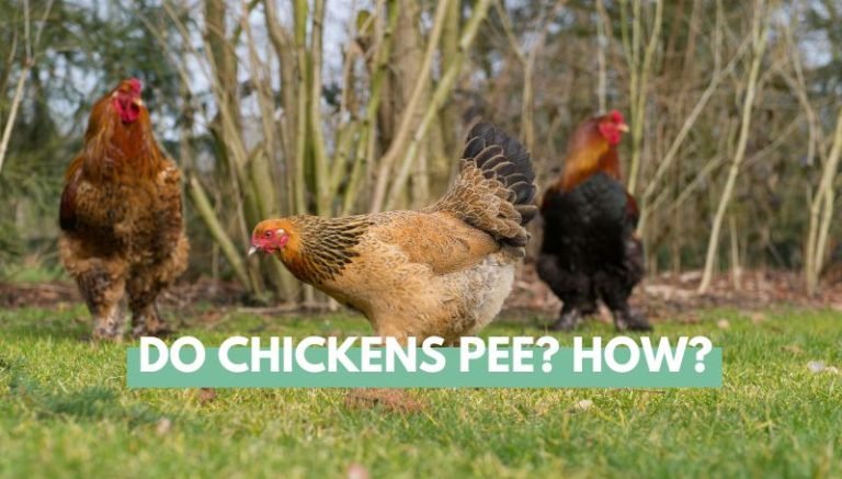 do chickens pee? how