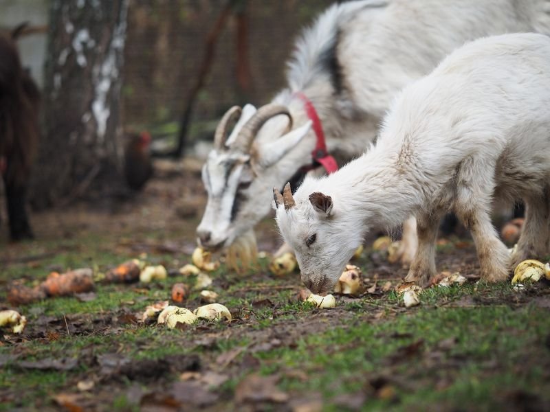 Goats eat apples on the farm