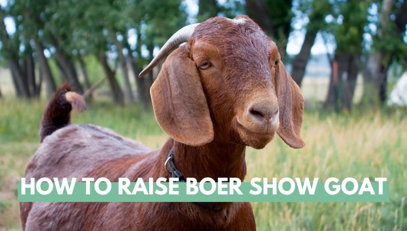 how to raise boer show goat