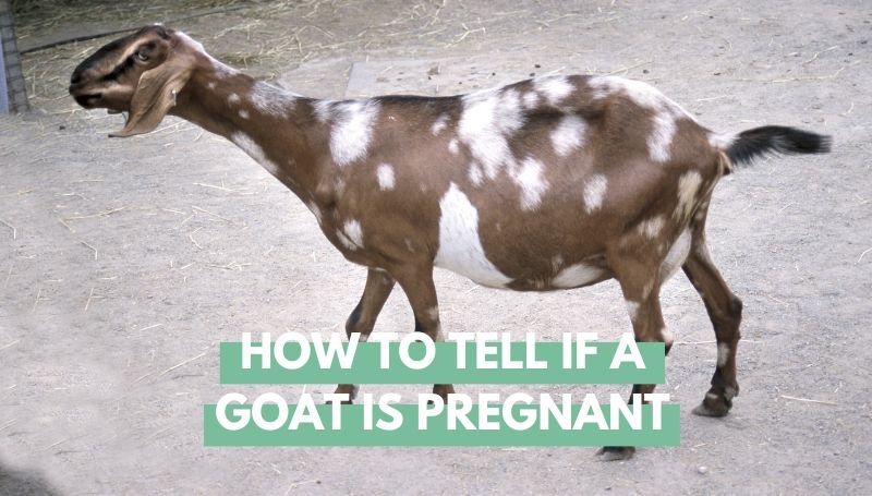 How to tell if a goat is pregnant