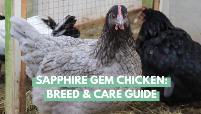 Sapphire Gem Chicken Breed