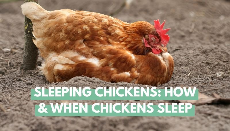 sleeping chickens