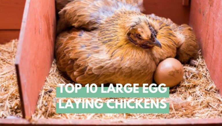 Large egg laying chickens