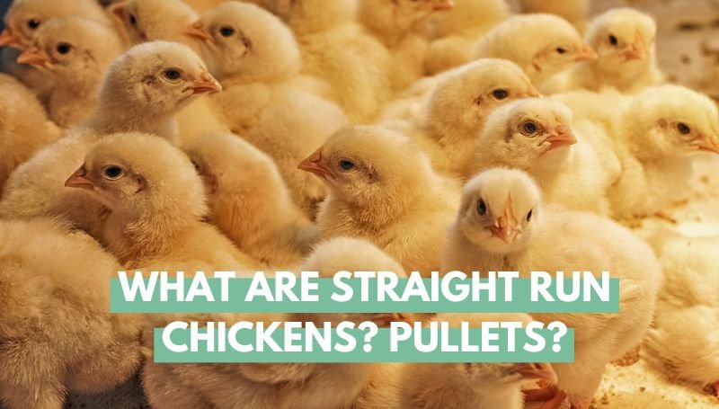 what are straight run chickens