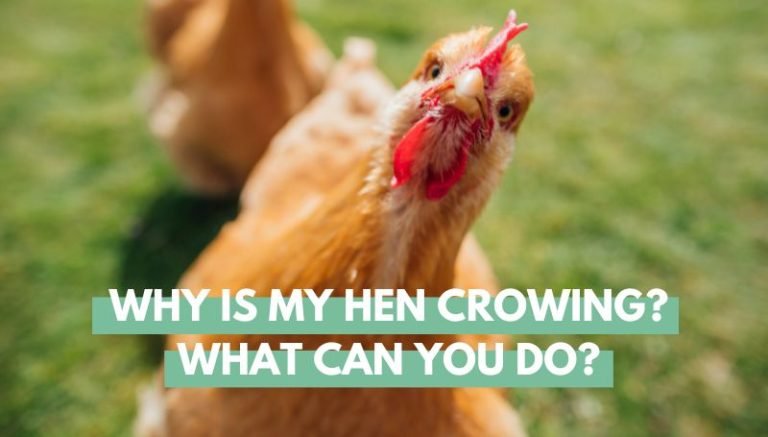 why is my hen crowing