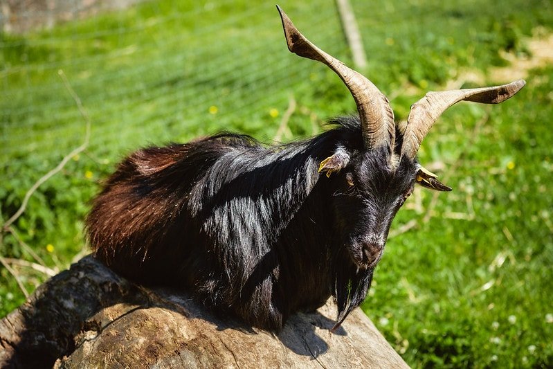 11 Gorgeous Long Haired Goat Breeds - Eco Peanut
