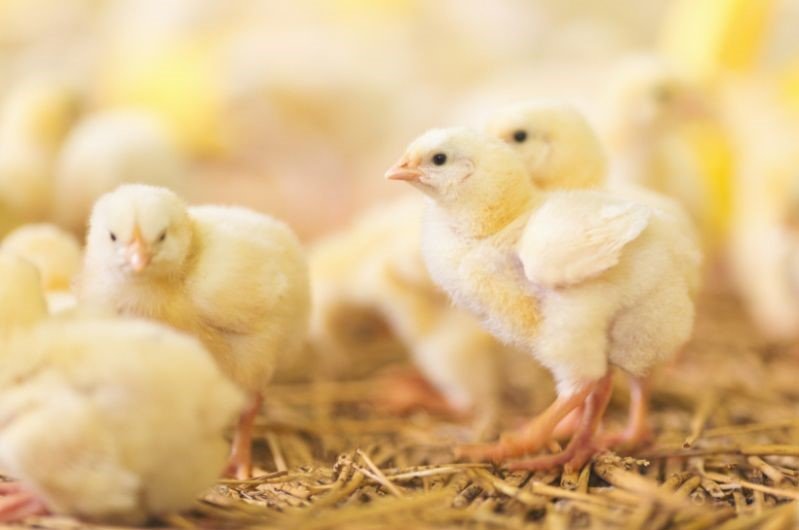 baby chicks at farm