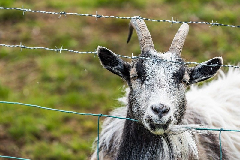 barbed wire fence goat
