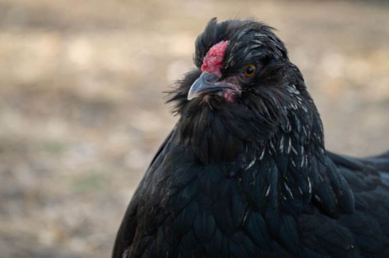 black orpington chicken head