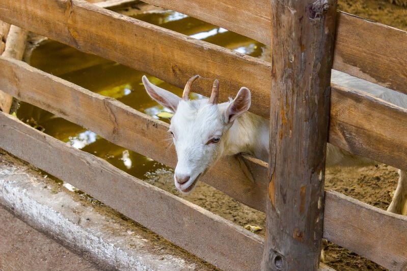 board fence goat
