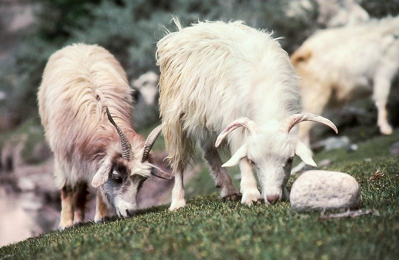 changthangi goats