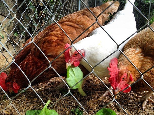 chickens eating spinach