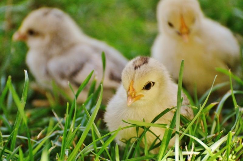 chicks on the grass
