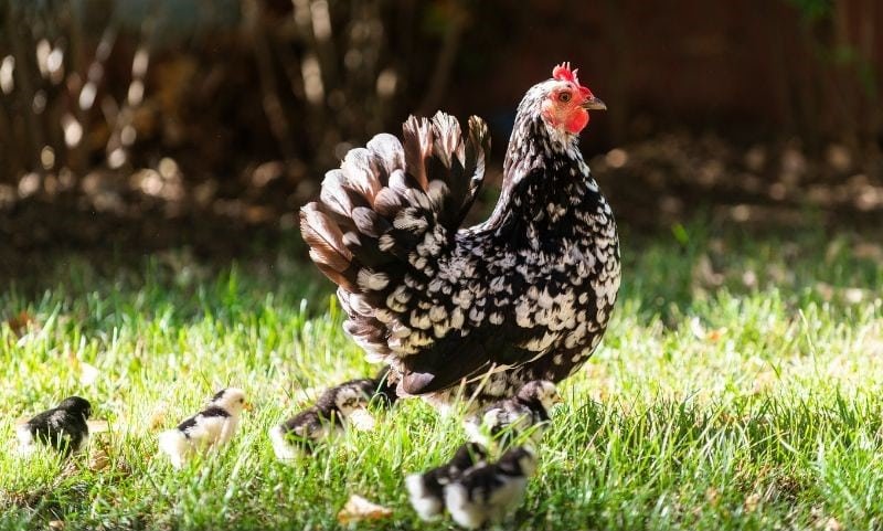 clucking hen and chicks in the grass on a farm