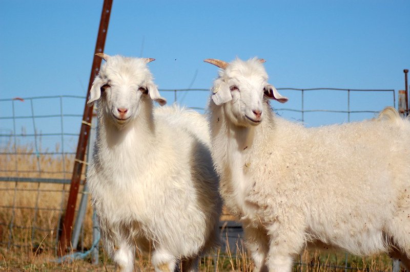 couple australian cashmere goats