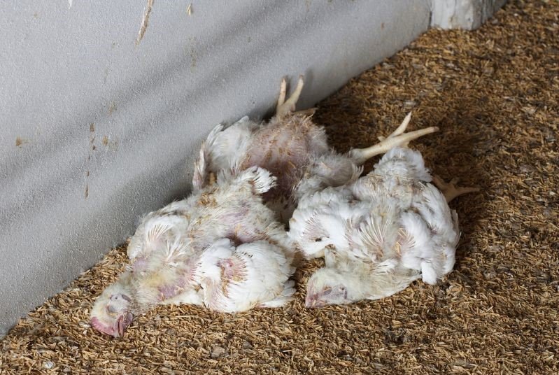 dead chicken from avian influenza