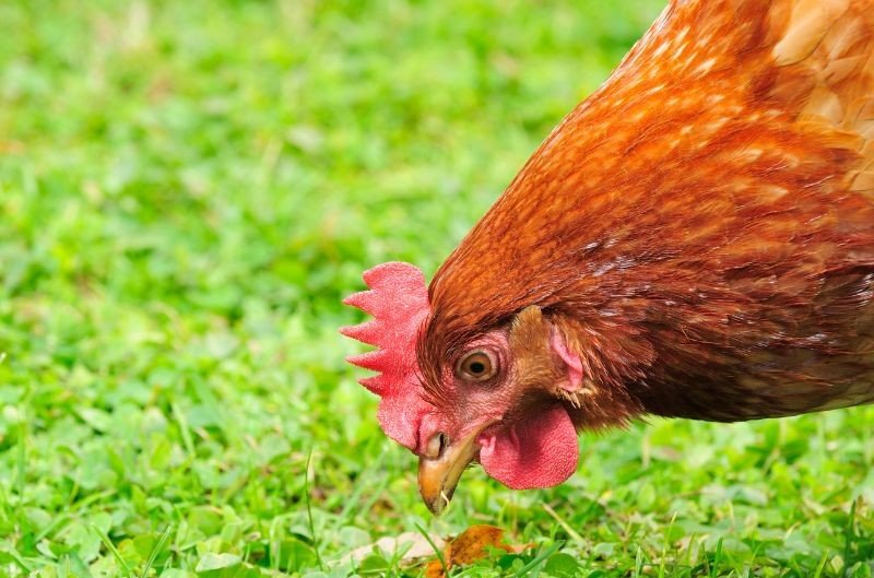 domestic chicken eating grass
