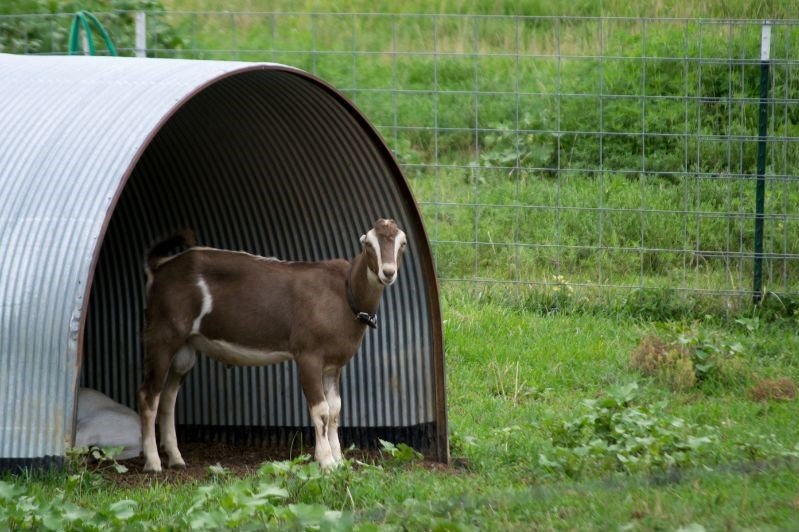 goat and shelter