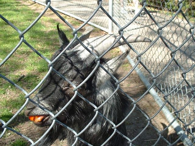goat eating tomato