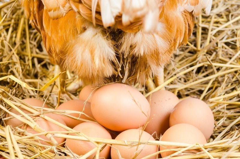 hen laying eggs on nest