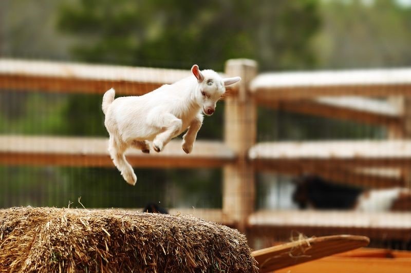 jumping small goat