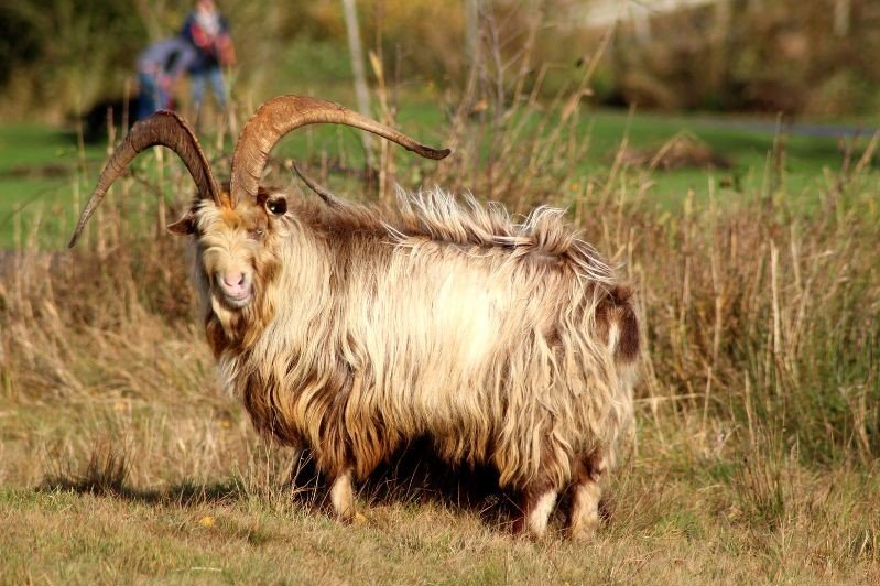 Landrace Goats