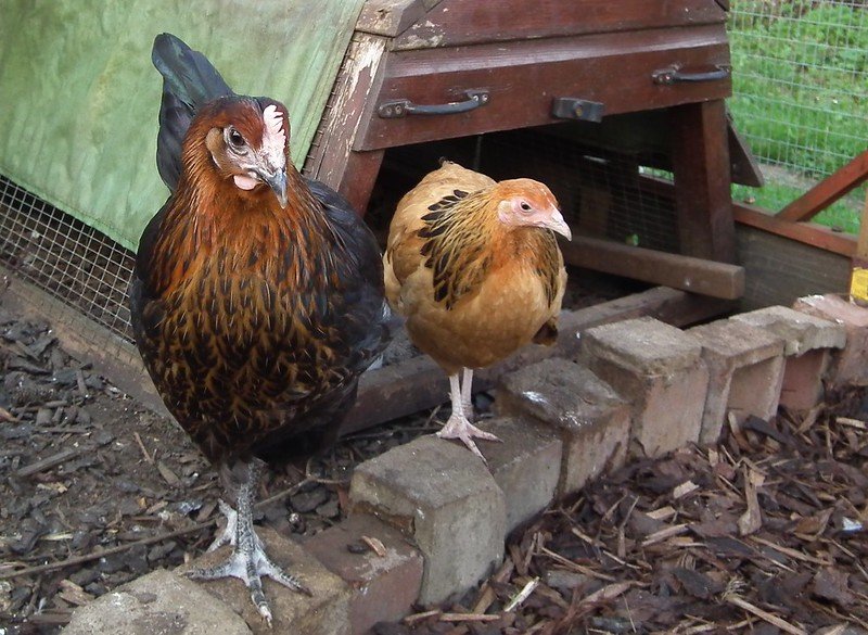 left chicken is black star and right is buff sussex bantam